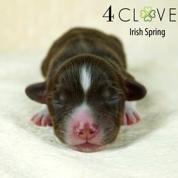 Irish Spring - Red tri-color male Miniature American Shepherd puppy in Carlisle, Pennsylvania from 4 Clovers Kennel