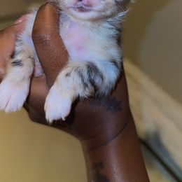 Chihuahua Puppies from Lawinski’s Chihuahua World