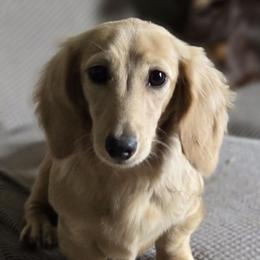Winry - Dachshund