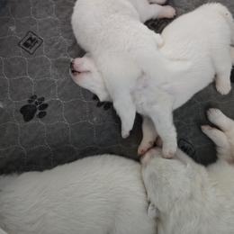 Pink collar - White female Samoyed puppy in Muncie, Indiana from Scarlett Creek Retrievers and Samoyeds