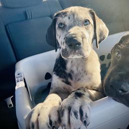 Great Dane Puppies from Ashli’s Great Danes