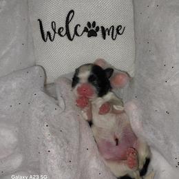 Poe - Black and white male Shih Tzu puppy in Arcadia, Florida from Kitsune Cuddles and kisses