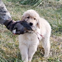 Golden Retriever Puppies from Kim Kelley