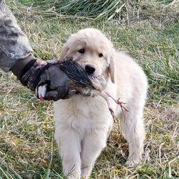 Golden Retriever Puppies from Kim Kelley