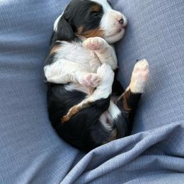 Flory - Tri-color female Bernedoodle puppy in Millersburg, Ohio from T Sanctum