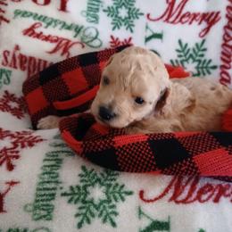 Autumn Sunshyne - Apricot male Poodle puppy in North Carolina from Faithful Hearts Kennel