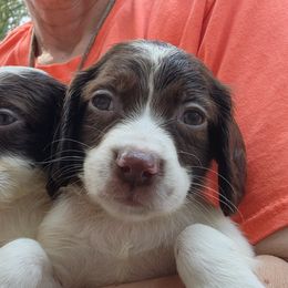 "Yellow and pink F" English Springer Spaniel Puppies from Jackpine Forest Springers