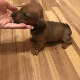 Dachshund Puppies from Hursh’s Hounds