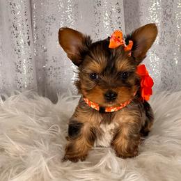 Olive - Gold female Yorkshire Terrier puppy in Denver, Colorado from Melrey's paws