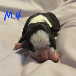 Male 4 - Brindle male Boxer puppy in Leland, North Carolina from Ocean Breeze Boxers