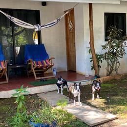 Boston Terrier Puppies from I Love Pups