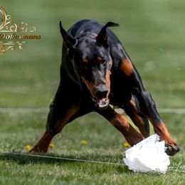 Amara - Doberman Pinscher