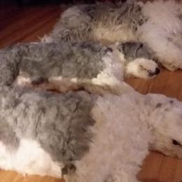Old English Sheepdogs from Pettibone Old English Sheepdogs