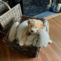 Goldendoodle Puppies from Highland Grove Doodles, LLC