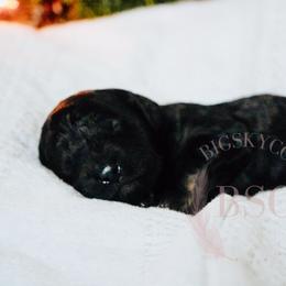 Blue collar - Black and tan male Cockapoo puppy in Missoula, Montana from Big Sky Cockapoos