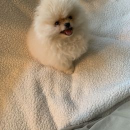 Pomeranian Puppies from Halo Poms