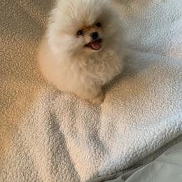 Pomeranian Puppies from Halo Poms