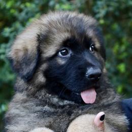 Isaiah - Sable male German Shepherd puppy in Canton, Texas from WILDWOOD GERMAN SHEPHERDS