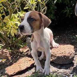 Wrigley - Fawn male Great Dane puppy in Florida from Beachside Kennels