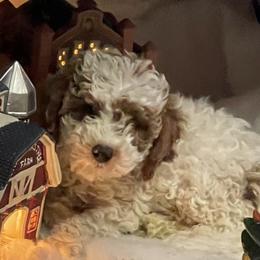 Sadie - Goldendoodle