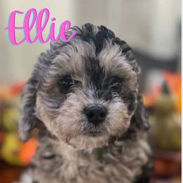 Ellie - Merle female Cavapoo puppy in Martin, Tennessee from Min’s Cava-Cuties