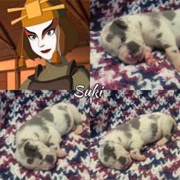 Suki - Harlequin female Great Dane puppy in Pollock, Louisiana from Danes Done Right
