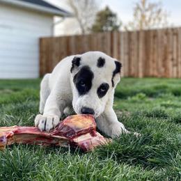 Central Asian Shepherd Dog All Grown Up from Alabaivalley
