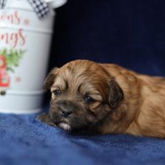 Lainey - Brown female Shichon puppy in House Springs, Missouri from Teddy Bear Cuddles