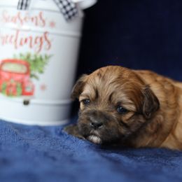 Lainey - Brown female Shichon puppy in House Springs, Missouri from Teddy Bear Cuddles