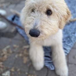 Goldendoodle Puppies from Dhalia’s Doodles