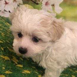 Skyler - White female Maltese puppy in North Myrtle Beach, South Carolina from Perfect Puppies
