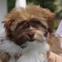 Bonnie - Havanese