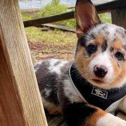 American Corgis and Pembroke Welsh Corgis from Five Heart's Corgis