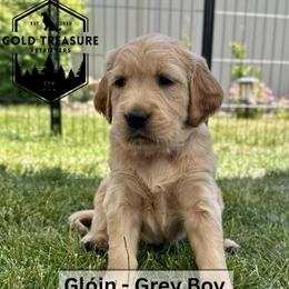 Boy 1 - Golden male Golden Retriever puppy in Star, Idaho from Gold Treasure Retrievers