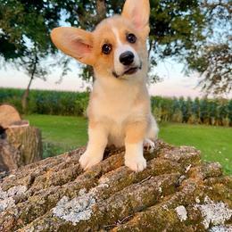 Male 2 - Red male Pembroke Welsh Corgi puppy in Waverly, Iowa from Kindred Corgis