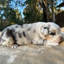 Charlotte - Blue merle female Miniature Australian Shepherd puppy in Daytona Beach, Florida from Underhill Aussies