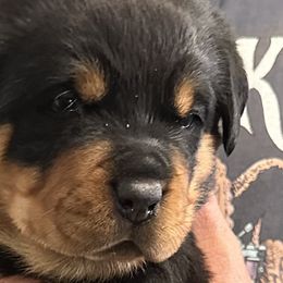 Pink girl - Black and mahogany Rottweiler puppy in Lebanon, Oregon from SOUTH SANTIAM ROTTWEILERS