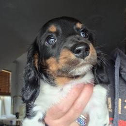 Pippie's black and tan piebald longhair boy - Piebald male Dachshund puppy in Declo, Idaho from Dozendachs