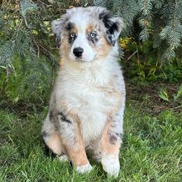 Pink Collar Girl - Blue merle female Australian Shepherd puppy in Van Wert, Ohio from Northwest Ohio Aussies
