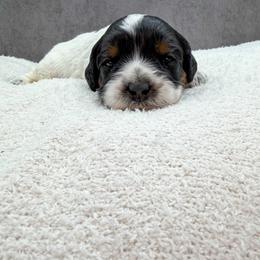 Doc Hudson - Black male Australian Labradoodle puppy in Denton, Texas from Liberty Hill Labradoodles