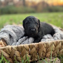 Harken - Black male Goldendoodle puppy in Fayetteville, Arkansas from Silver Hill Farm