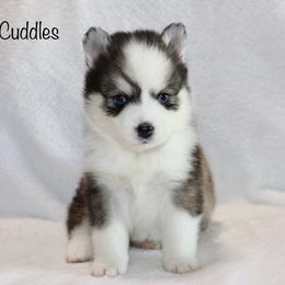 Cuddles - Black and white male Pomsky puppy in Denham Springs, Louisiana from Bayouland Pomskies