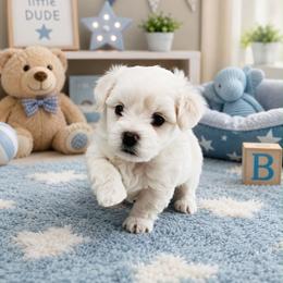 Marshall - White and tan male Maltese puppy in Saginaw, Michigan from Mimi’s Babies