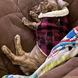 Dachshund Puppies from LovelylilDoxies