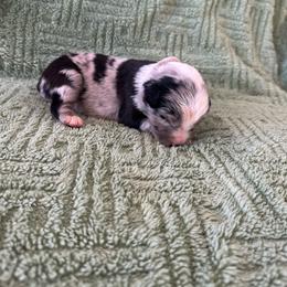Blue Merle Male 2 - Blue merle male Australian Shepherd puppy in Morristown, Tennessee from Lakeway Farms