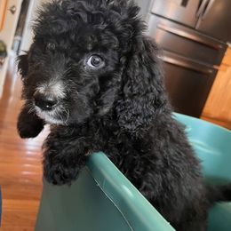 Bernedoodle Puppies from AMAYSING Bernedoodles