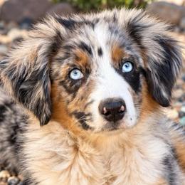 Bingo - Blue merle male Miniature Australian Shepherd puppy in Lakeport, California from Akins Aussies/Wild Rose Ranch