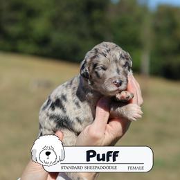 Puff - Blue merle female Sheepadoodle puppy in Cleveland, Tennessee from Narrow Path Old English & Sheepadoodles