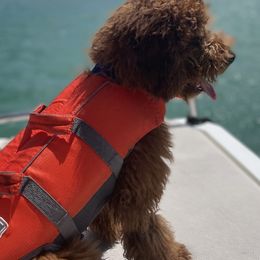 Goldendoodles from Faithful Pups