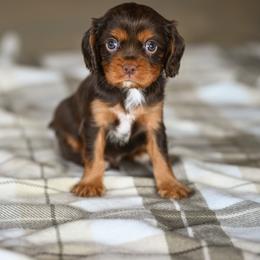 Boy 2 - male Cavalier King Charles Spaniel puppy in Sugarcreek, Ohio from Chocolate Cavalier